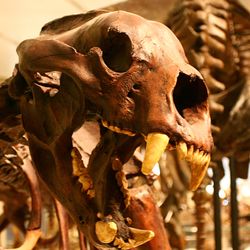 Short faced bear skeleton showing huge teeth taken in a museum.