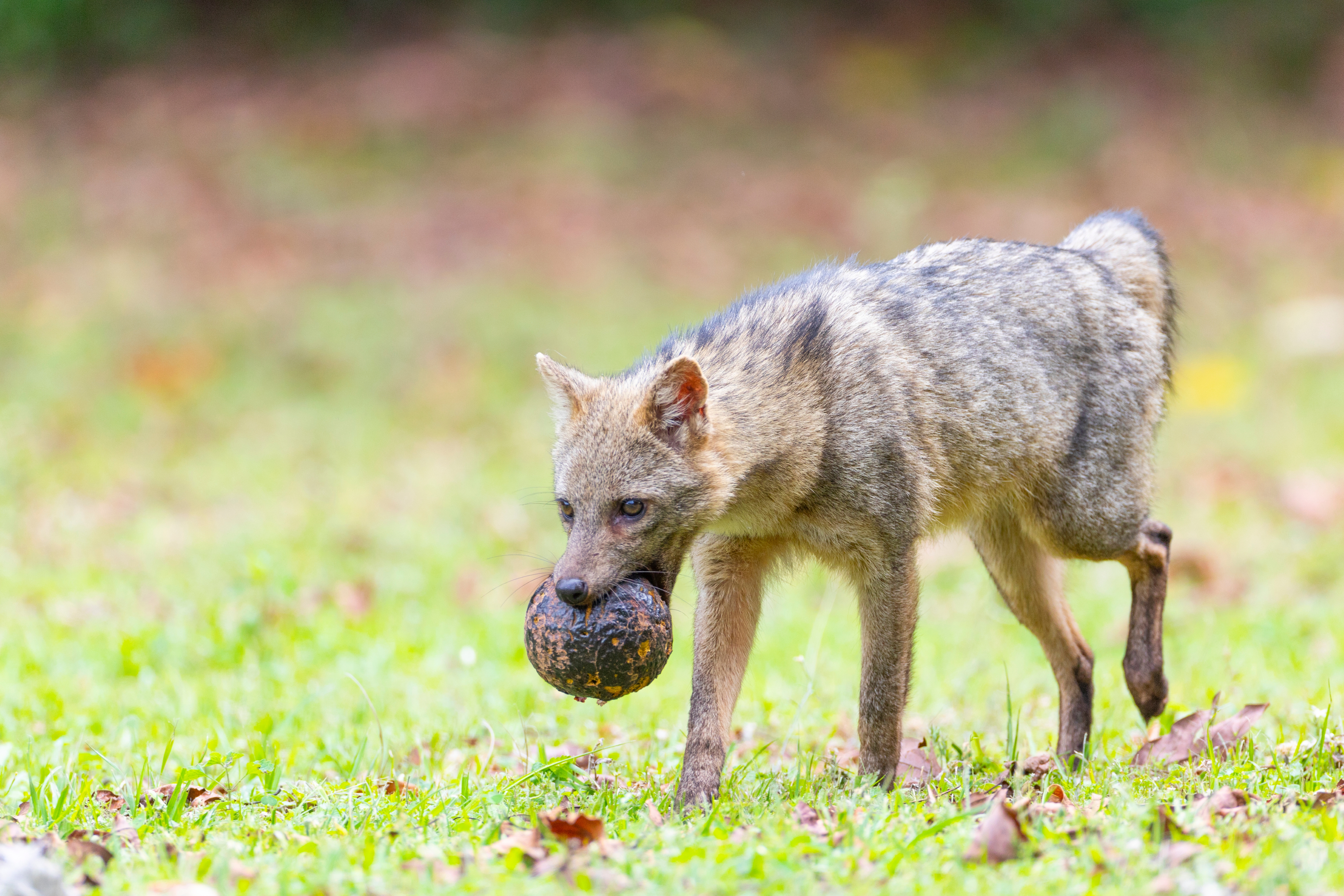 Crab-eating fox carrying fruit in its mouth, walking across a grassy area