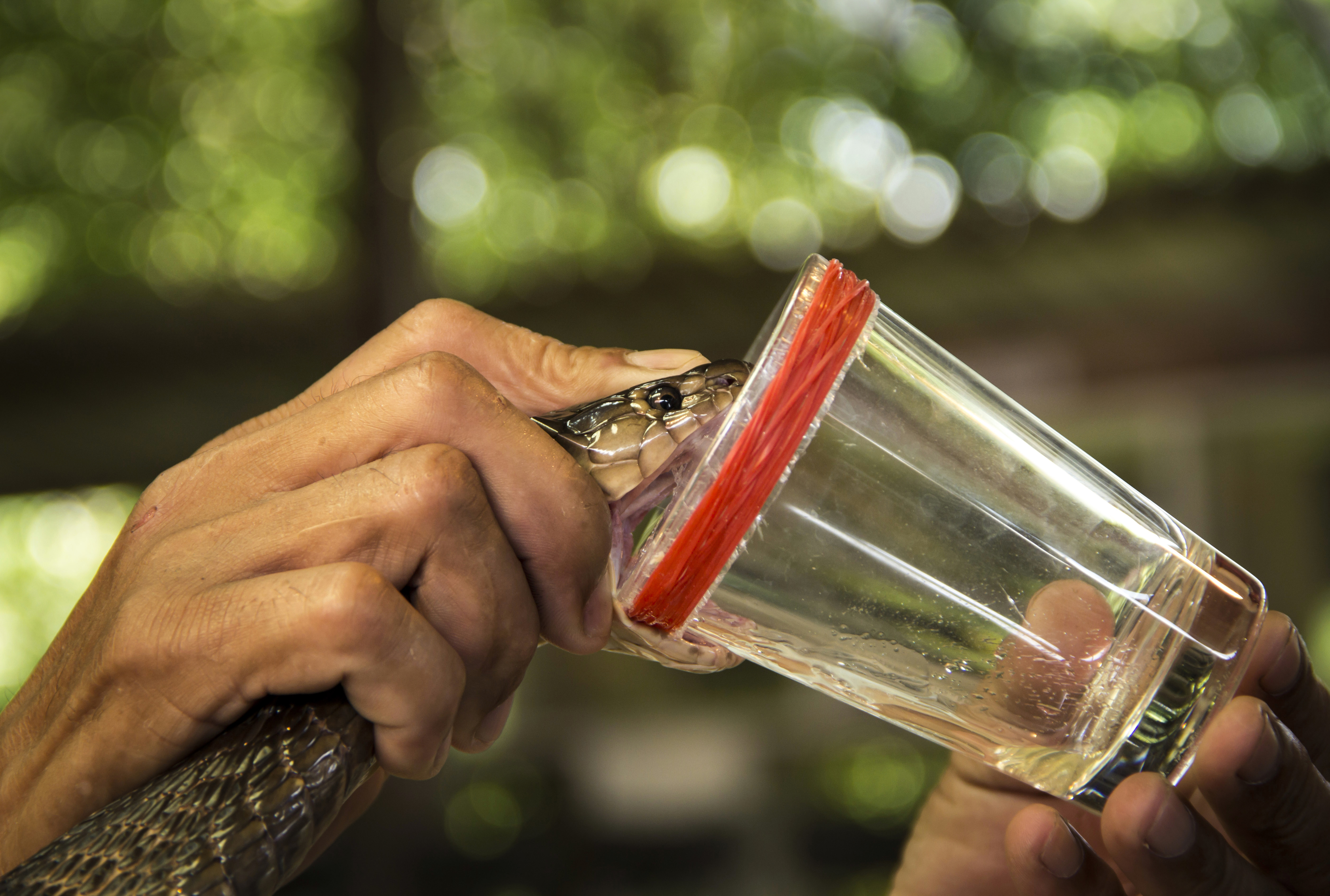 Milking cobra snake venom.