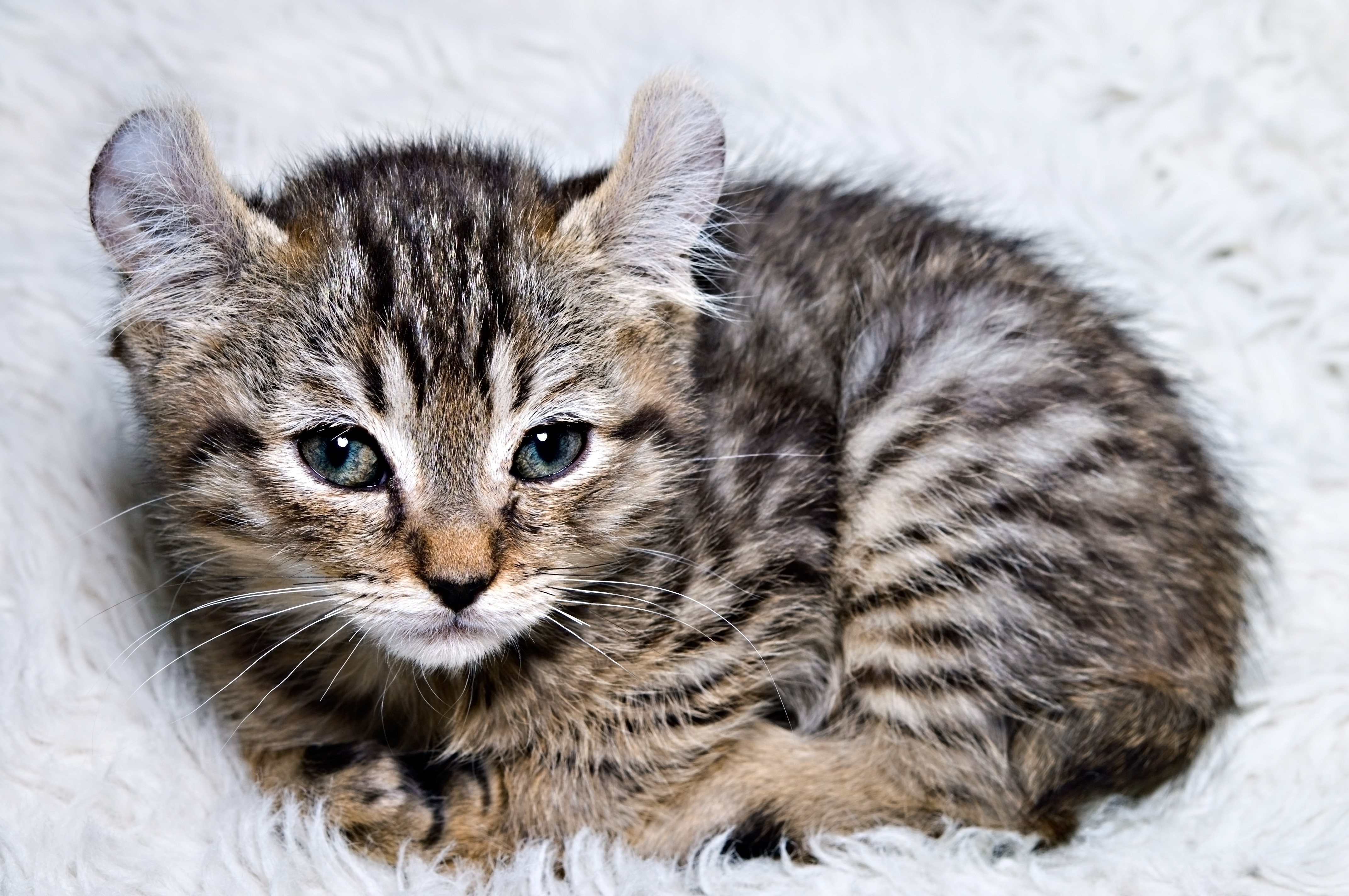 A very young kitten on white fluffy background. A Highland Lynx. A very young kitten on white fluffy background. A Highland Lynx.