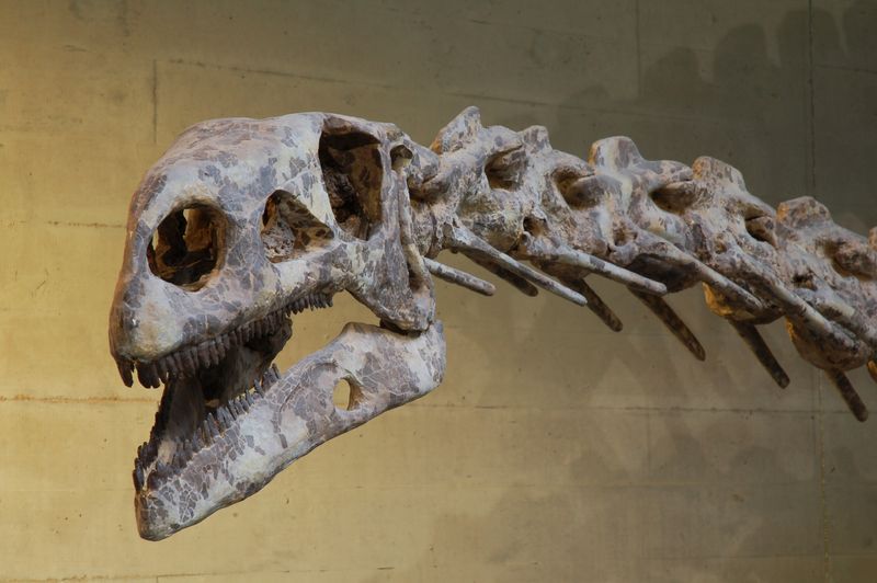 Skull of Plateosaurus engelhardti