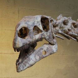 Skull of Plateosaurus engelhardti