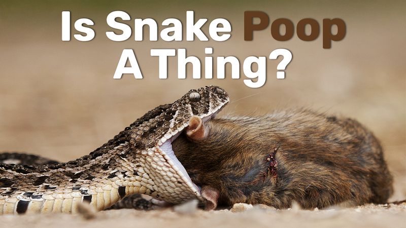 snake eating a mouse