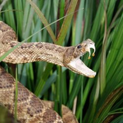 A snake in the grass reared up with venom dripping from the fangs