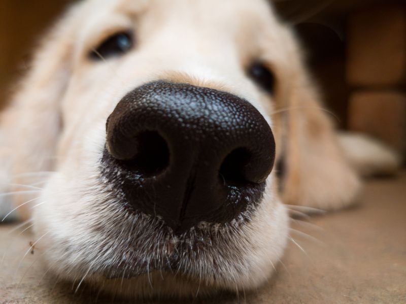 Golden retriever nose