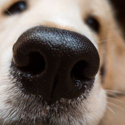 Golden retriever nose