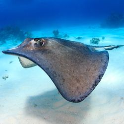 South Stingray gliding over a sandy sea bed