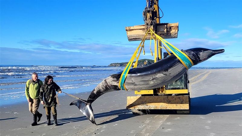 The seventh observed specimen of a spade-toothed whale was found on a beach in New Zealand's South Island.