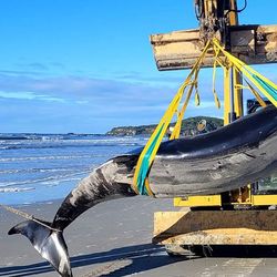 The seventh observed specimen of a spade-toothed whale was found on a beach in New Zealand's South Island.