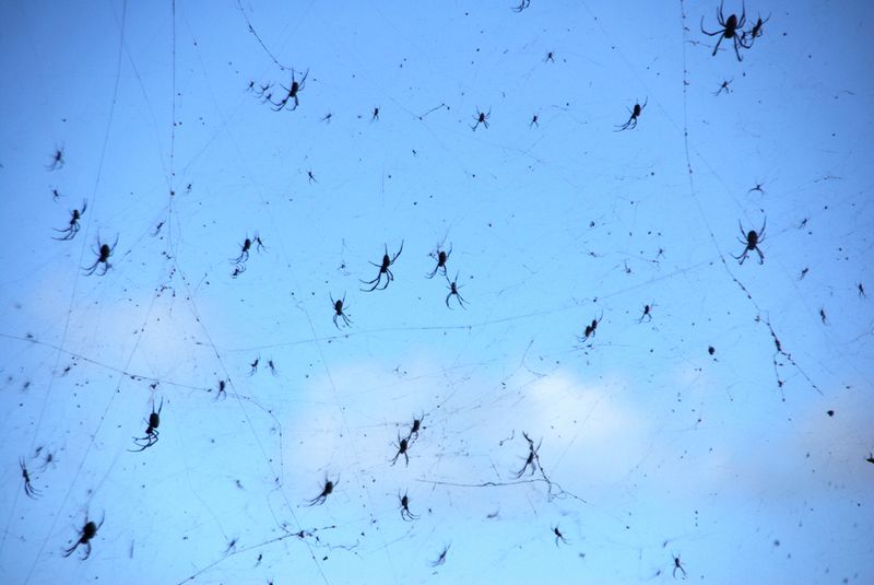 Lots of spiders on a giant web with the sky in the background
