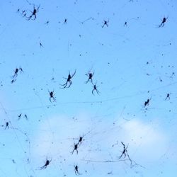 Lots of spiders on a giant web with the sky in the background