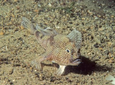 A small spotted grumpy looking fish with pale yellow body and brown spots on the sea floor. 