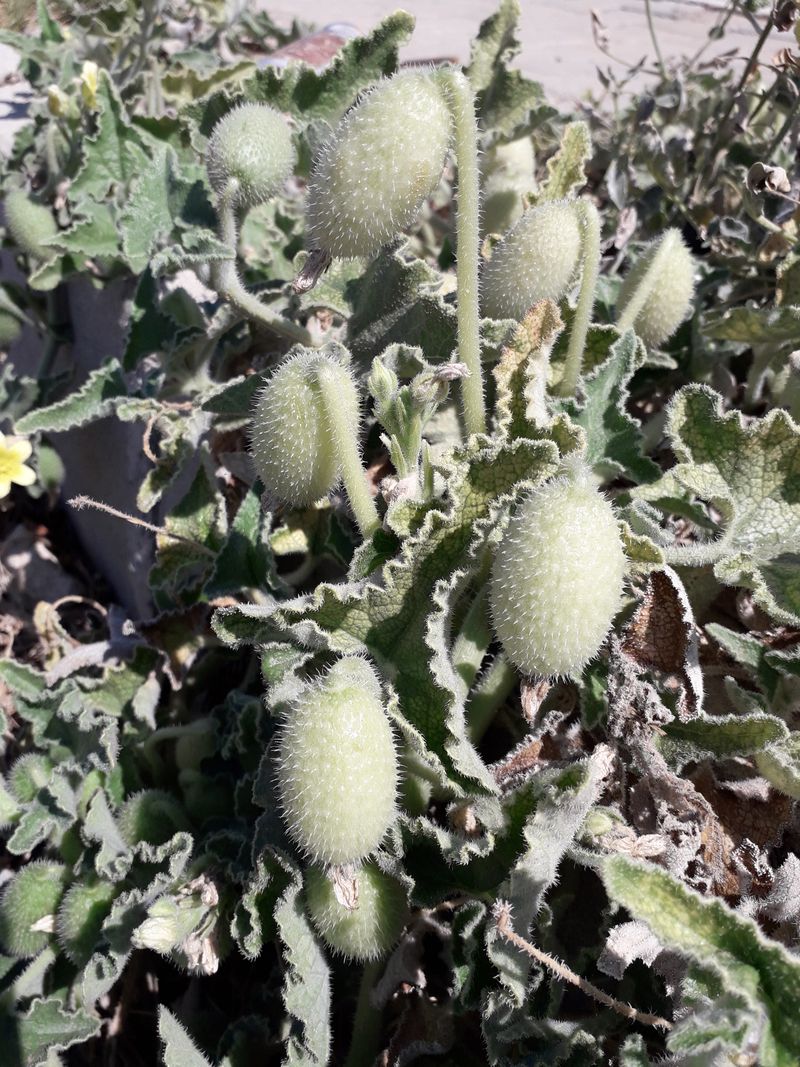 Squirting cucumber (Ecballium elaterium)