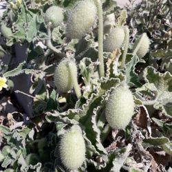 Squirting cucumber (Ecballium elaterium)
