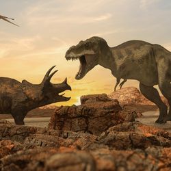 A T. rex with jaws open roaring down at a Triceratops
