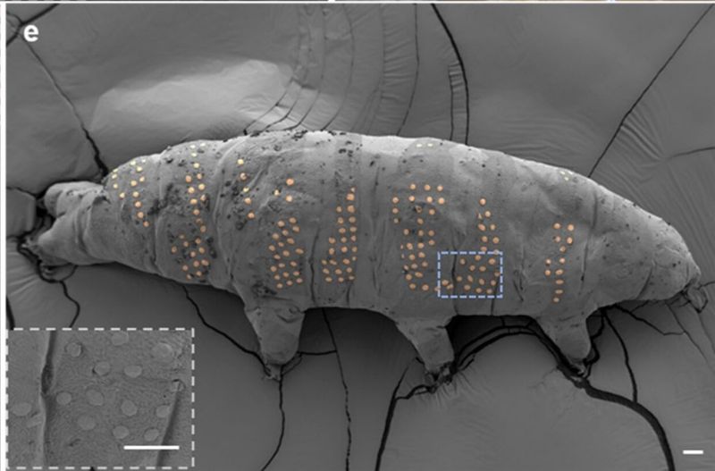 Tardigrade tattoos are a proof of principle that could eventually lead to microfabrication of biocompatible sensors and perhaps even cyborgs.