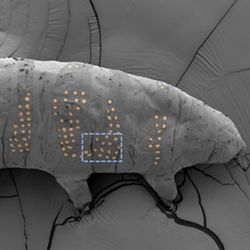 Tardigrade tattoos are a proof of principle that could eventually lead to microfabrication of biocompatible sensors and perhaps even cyborgs.