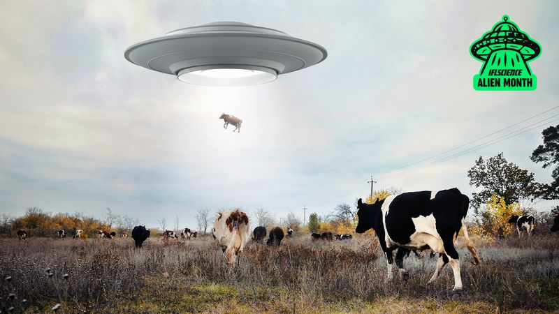 An edited photo showing a herd of cows walking away from the camera in a field. A large flying saucer has been added to the image above them and can be seen pulling a cow into the sky. The photo was taken on a sunny winter morning. 
