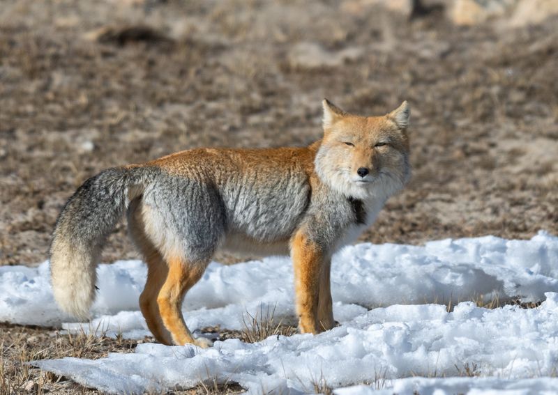 A Tibetan fox stands between snow looking at the camera with thick fur and bushy tail and a judgemental expression. 
