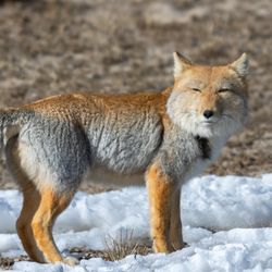 A Tibetan fox stands between snow looking at the camera with thick fur and bushy tail and a judgemental expression. 