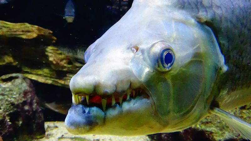 close-up on the face of a Goliath tigerfish
