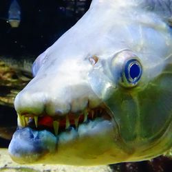 close-up on the face of a Goliath tigerfish
