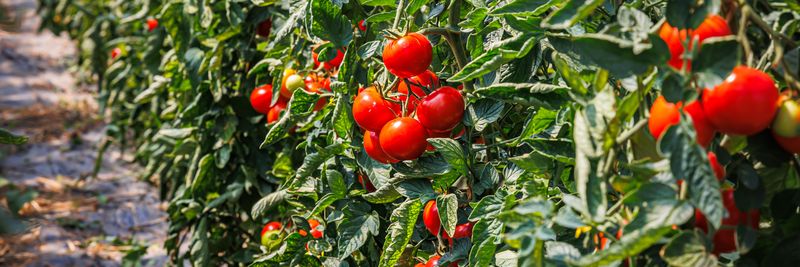 Healthy tomato plants with red fruit and green leaves growing in a line