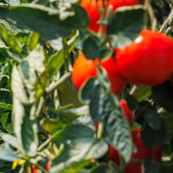 Healthy tomato plants with red fruit and green leaves growing in a line