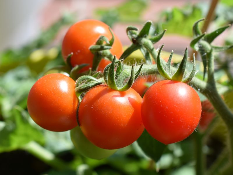 A close up photo of four ripe tomatoes on the vine. They are clustered together and their red skin is blemish free. 