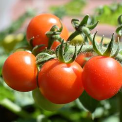 A close up photo of four ripe tomatoes on the vine. They are clustered together and their red skin is blemish free. 