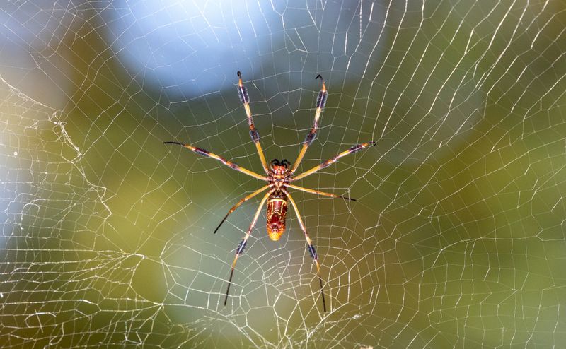 A female Trichonephila clavipes (Golden Silk Orbweaver) and her beautiful golden silk web