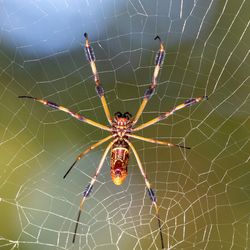 A female Trichonephila clavipes (Golden Silk Orbweaver) and her beautiful golden silk web