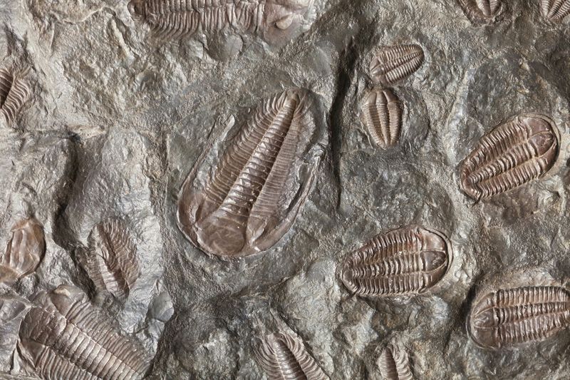 Trilobite fossils