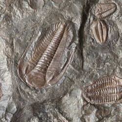 Trilobite fossils