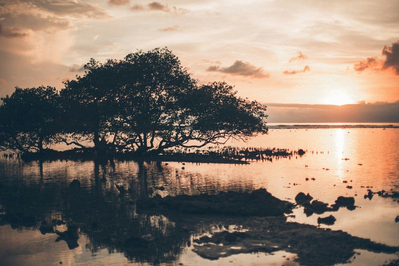 Silhouette of a tropical swamp at sunset.