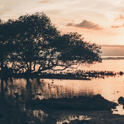 Silhouette of a tropical swamp at sunset.