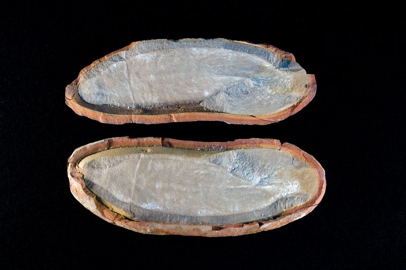 A fossil of a Tully Monster, a strange and mysterious sea creature that lived more than 300 million years ago, found at the Mazon Fossil bed.