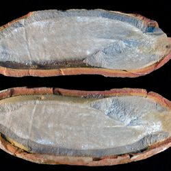 A fossil of a Tully Monster, a strange and mysterious sea creature that lived more than 300 million years ago, found at the Mazon Fossil bed.