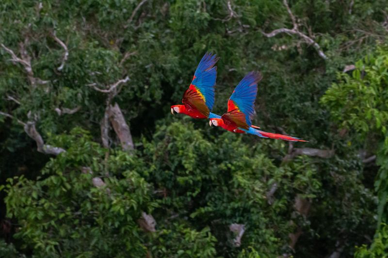 Two scarlet macaw parrots flying through the Amazon rainforest. 