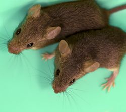 Two mice on green background