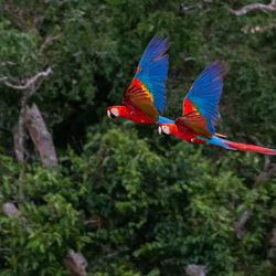 Two scarlet macaw parrots flying through the Amazon rainforest. 