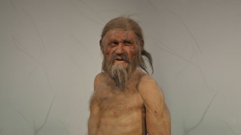 A photo showing a model reconstruction of what Ötzi may have looked like. He appears like a grizzled middle-aged man with a long bears and thin-though long hair. His skin is tanned and he is portrayed without another clothes on his upper body. 