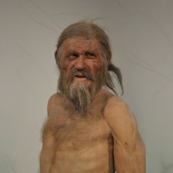 A photo showing a model reconstruction of what Ötzi may have looked like. He appears like a grizzled middle-aged man with a long bears and thin-though long hair. His skin is tanned and he is portrayed without another clothes on his upper body. 