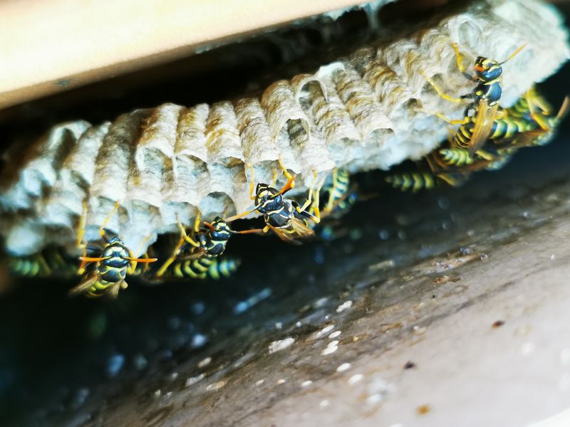 A stock image of some wasps and a nest.