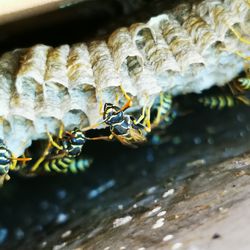 A stock image of some wasps and a nest.