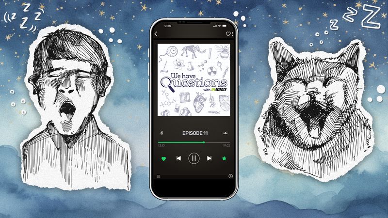 Episode 11 of We Have Questions playing on a smartphone, with an illustration of a human yawning on the left and a cat yawning on the right