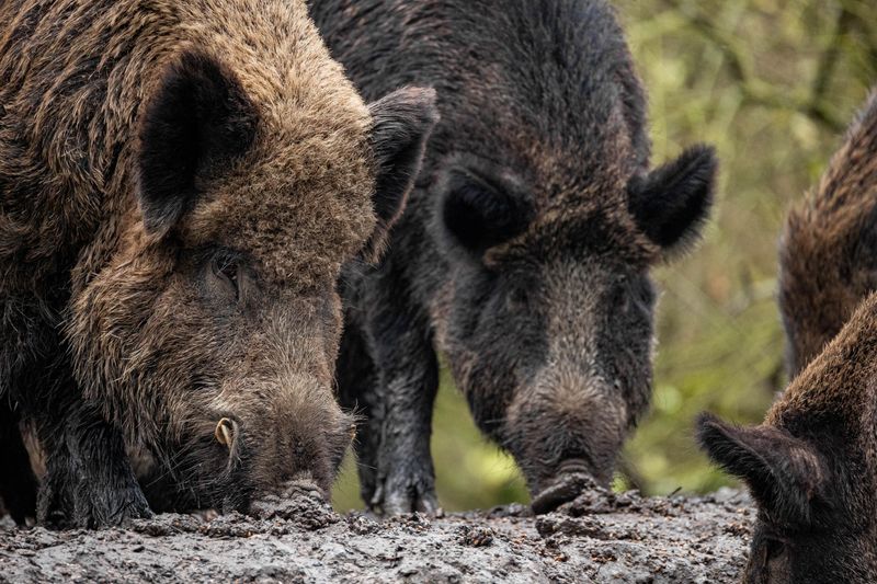 A close up photo showing the heads of three wild pigs snuffling in the mud. The Camera is focused on two in the center of the shot with a third sticking its nose in from the right. The first pig on the left has slightly lighter muddy brown fur and two short tusks are just visible.