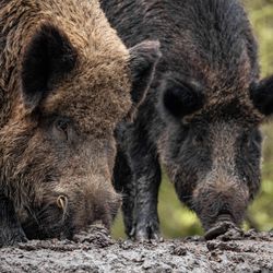 A close up photo showing the heads of three wild pigs snuffling in the mud. The Camera is focused on two in the center of the shot with a third sticking its nose in from the right. The first pig on the left has slightly lighter muddy brown fur and two short tusks are just visible.