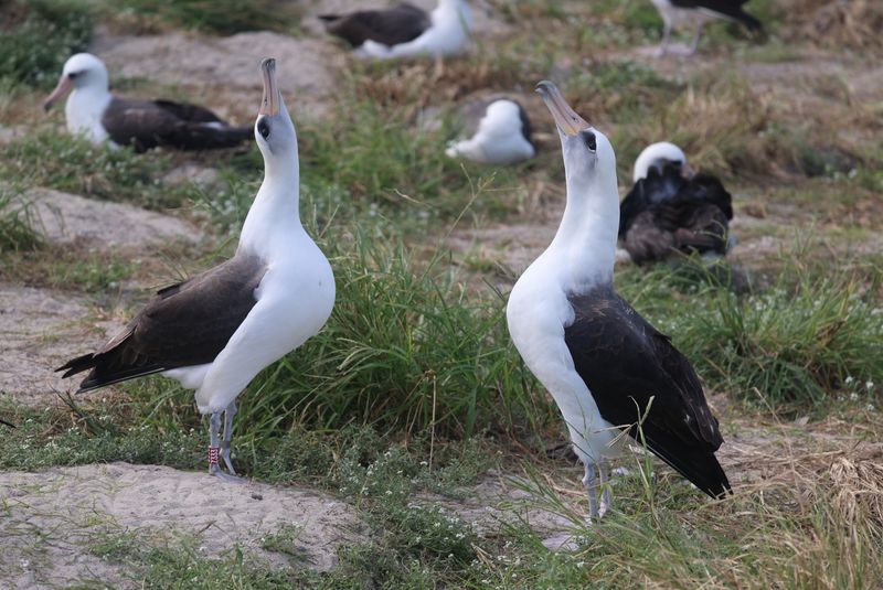 Wisdom, the world's oldest wild bird.