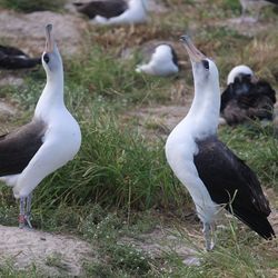 Wisdom, the world's oldest wild bird.